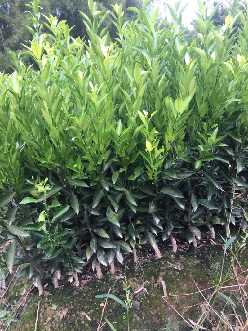 【精品】正宗广东新会柑苗，茶枝柑苗，也称陈皮柑，产地直发！