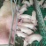 常年供应太湖原种小母猪沂蒙黑小母猪长白母猪质优价廉