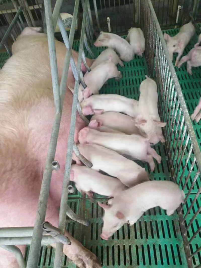 常年供应太湖原种小母猪沂蒙黑小母猪长白母猪质优价廉