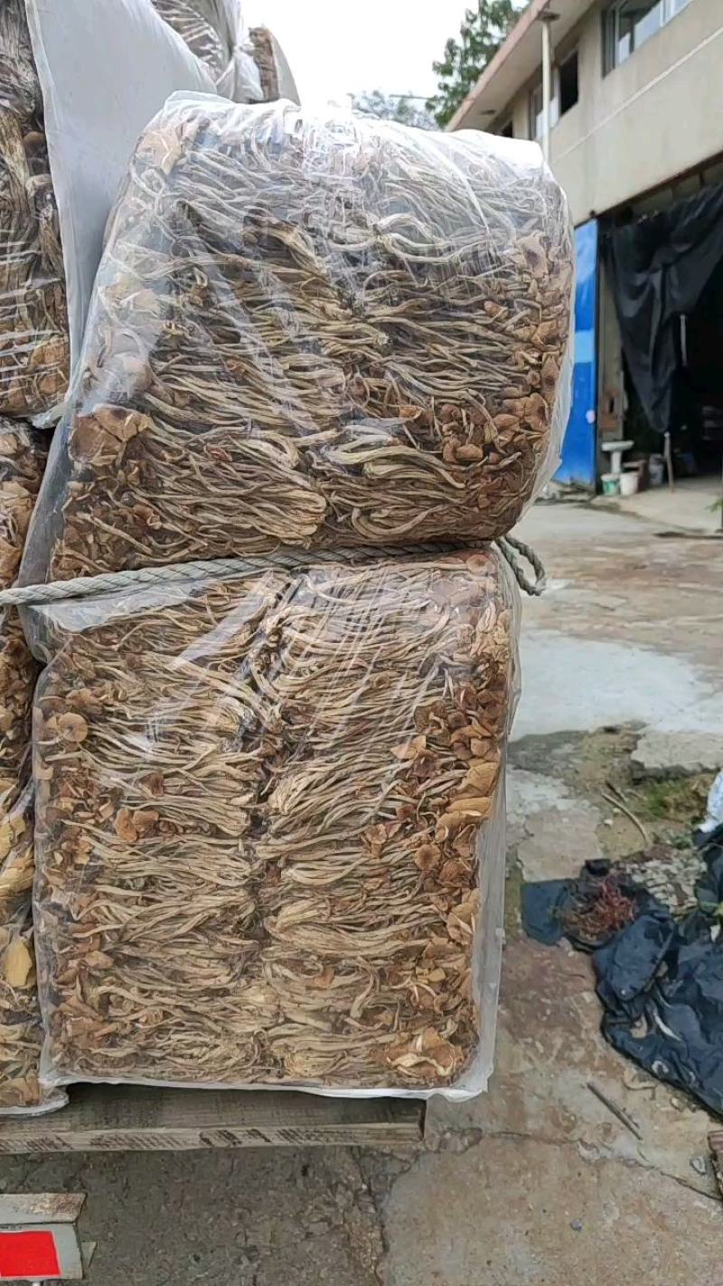 福建古田特产新货茶树菇干货煲汤菌包农家特产量大从优