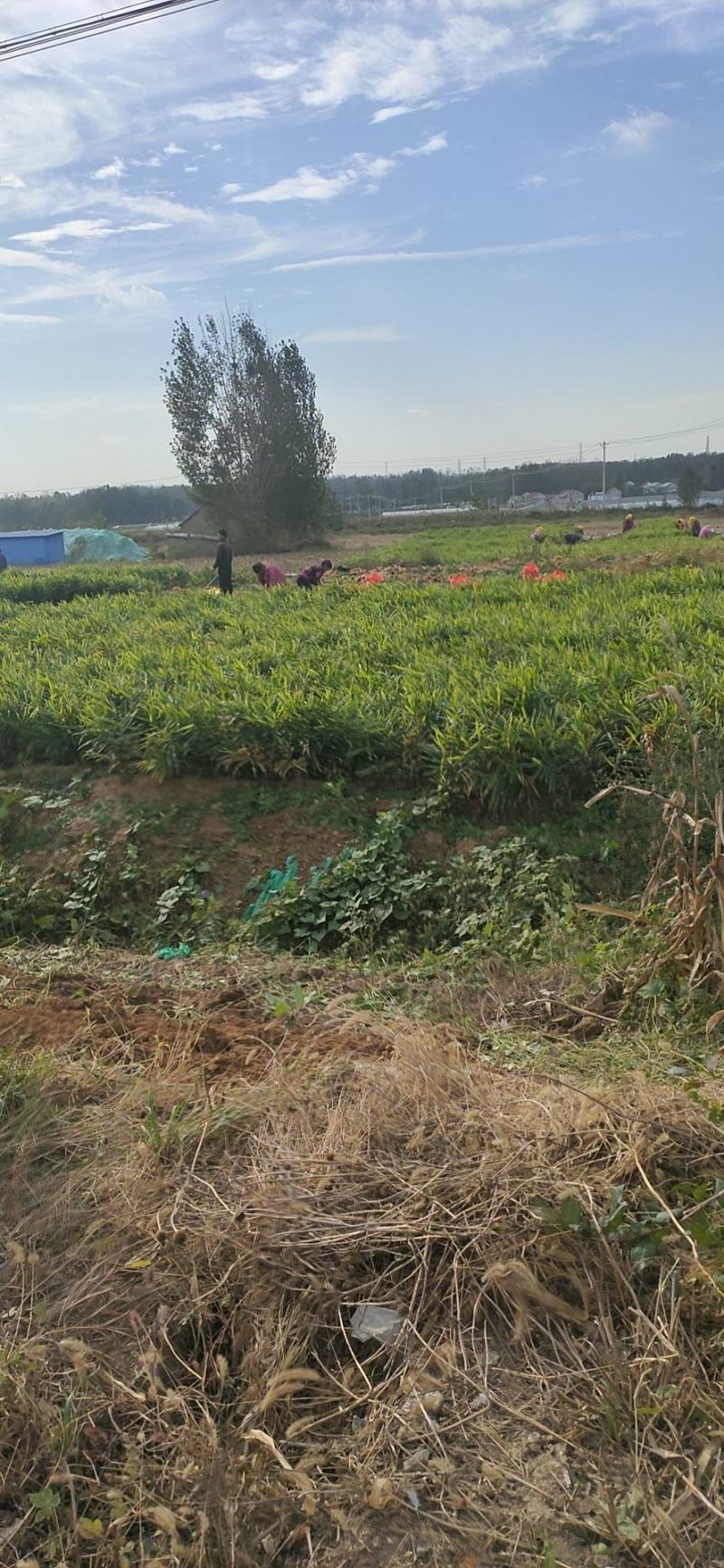 山东生姜老姜大黄姜小黄姜大量上市欢迎新老客户前来采购！