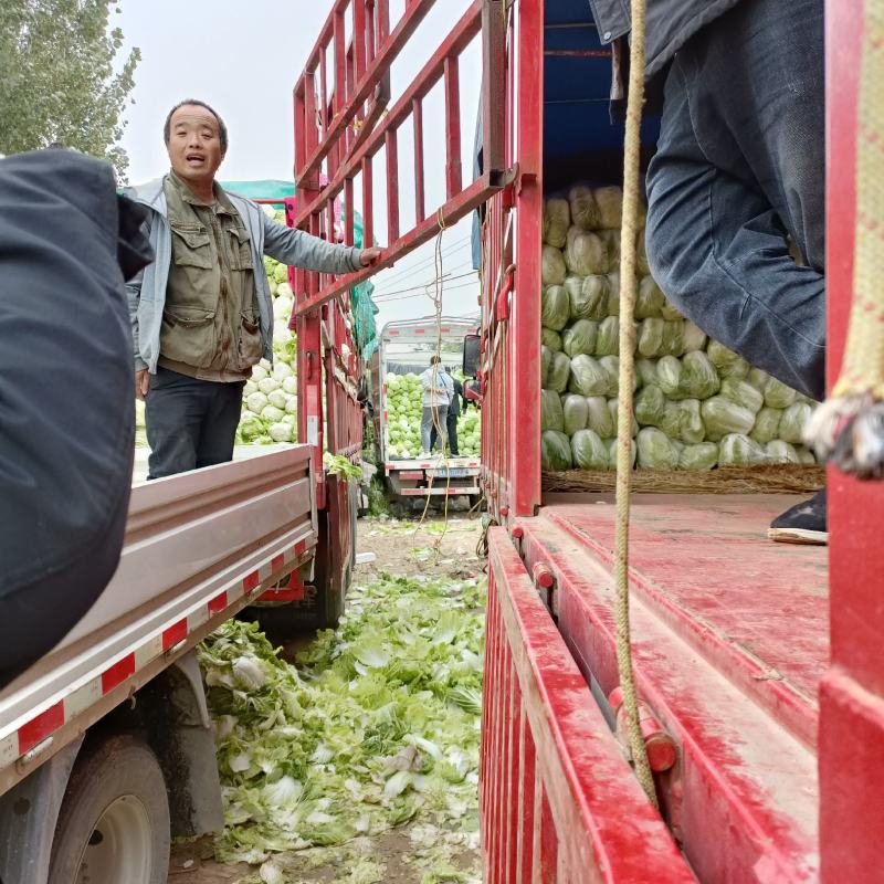 精品白菜，黄心白菜大量上市有需要的请联系