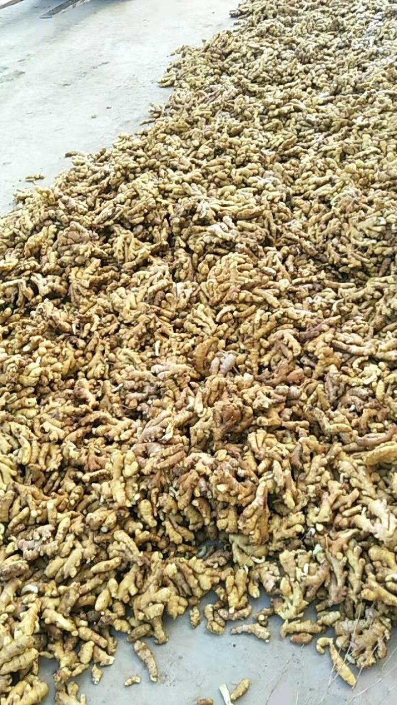 山东大黄姜6两以上不带土一手货源可以视频看货
