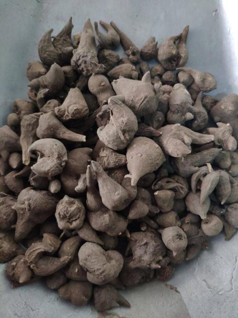 云南产乌药，乌豆质量保证经营各种中药材欢迎咨询合作