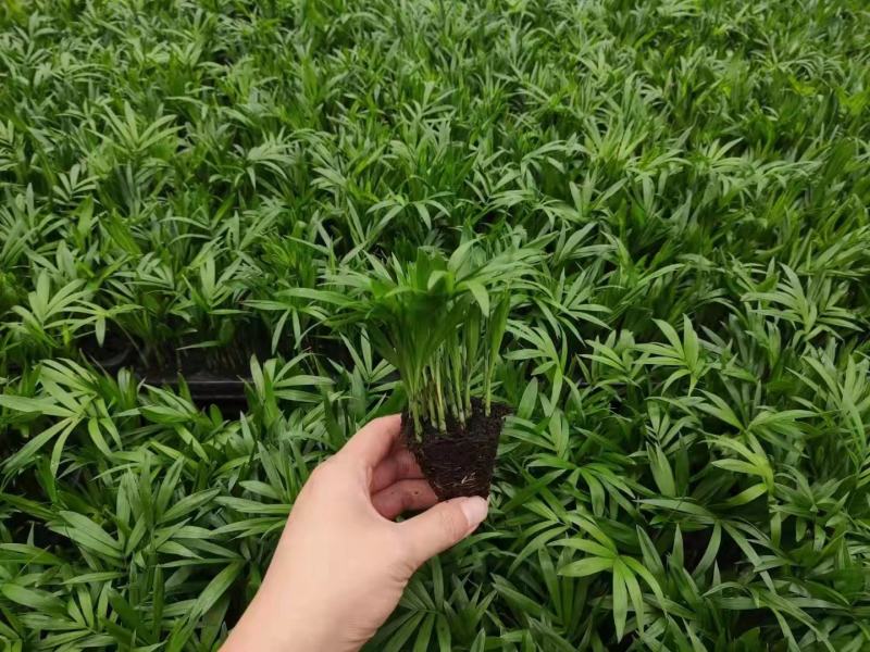 袖珍椰子盆栽基地直供易养四季常绿适合各种拼盆搭配