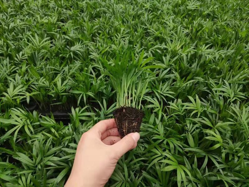 袖珍椰子盆栽基地直供易养四季常绿适合各种拼盆搭配