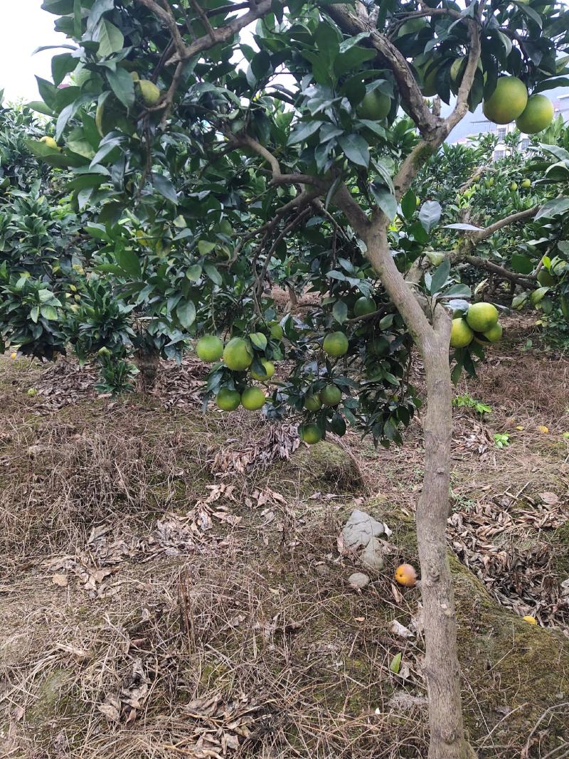 纽荷尔脐橙成熟期快了，生果可出售价格看货谈价格