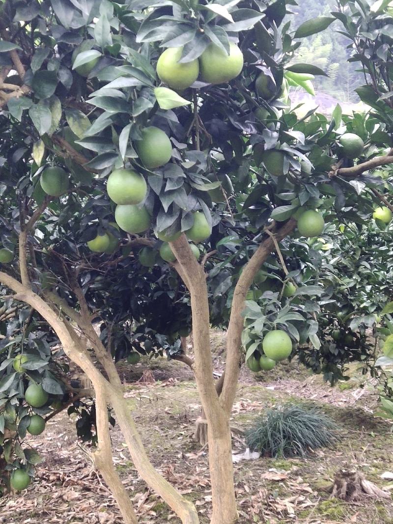 纽荷尔脐橙成熟期快了，生果可出售价格看货谈价格