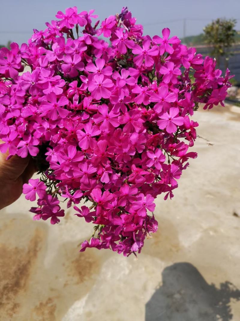 芝樱！常年供应！欢迎全国朋友！前来采购！自产自销一手货源