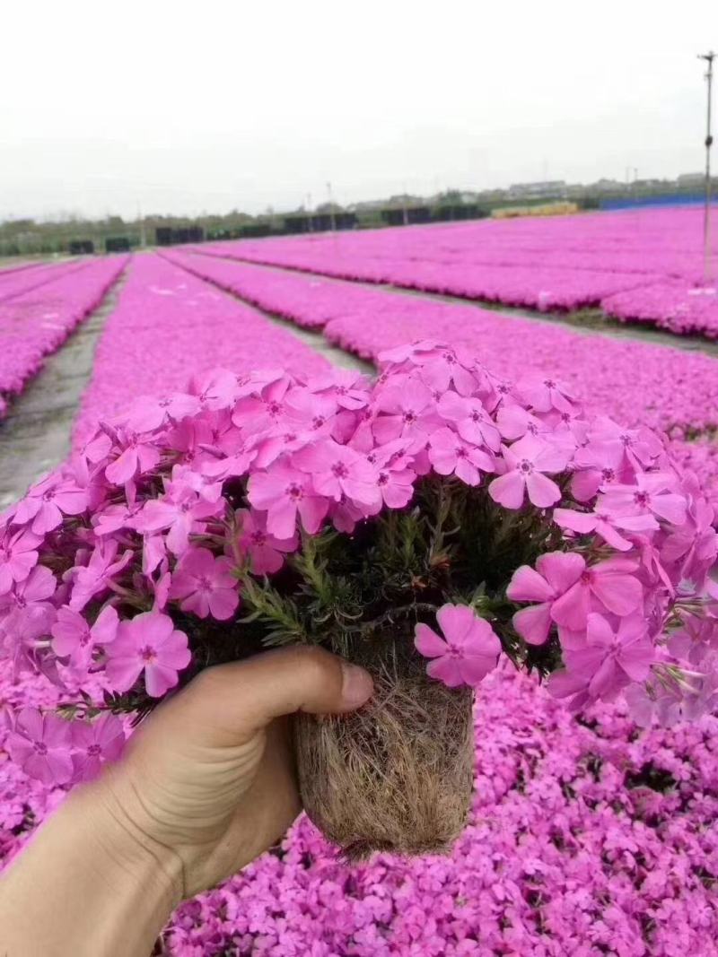 芝樱！常年供应！欢迎全国朋友！前来采购！自产自销一手货源