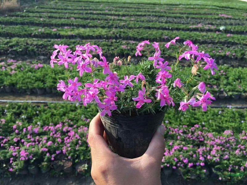 芝樱！常年供应！欢迎全国朋友！前来采购！自产自销一手货源