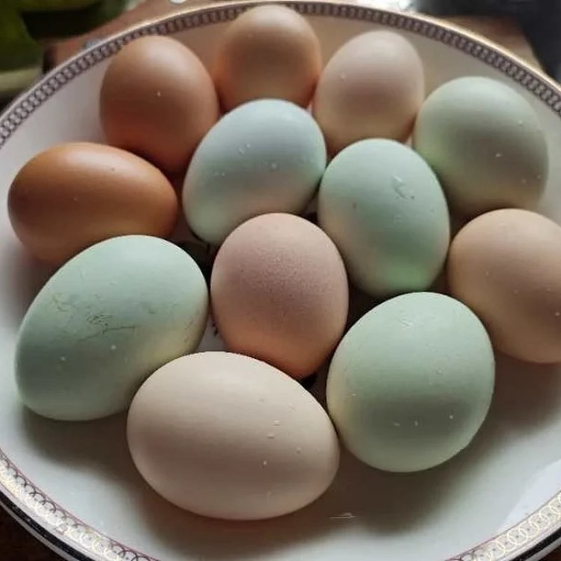 七彩土鸡蛋河南特产新鲜农家散养草鸡蛋柴鸡蛋虫草蛋笨鸡