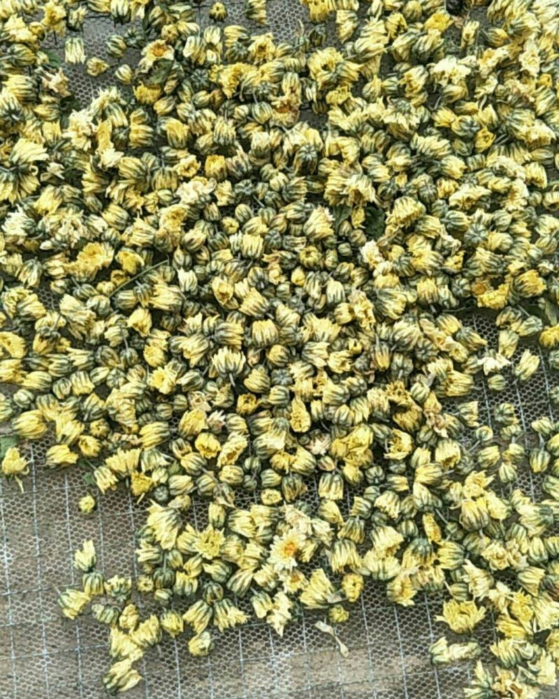 北京菊胎菊大量出售。朵菊，胎菊，胎米有要货的老板可以联系