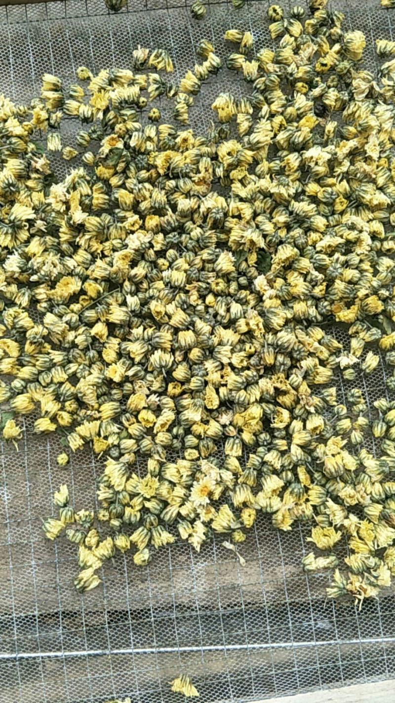 北京菊胎菊大量出售。朵菊，胎菊，胎米有要货的老板可以联系