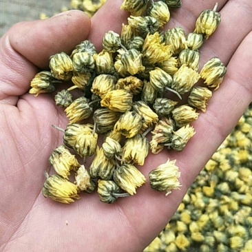 北京菊胎菊大量出售。朵菊，胎菊，胎米有要货的老板可以联系