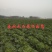 春节正常发货河北唐山滦南白菜黄心白菜产地直发货源稳定