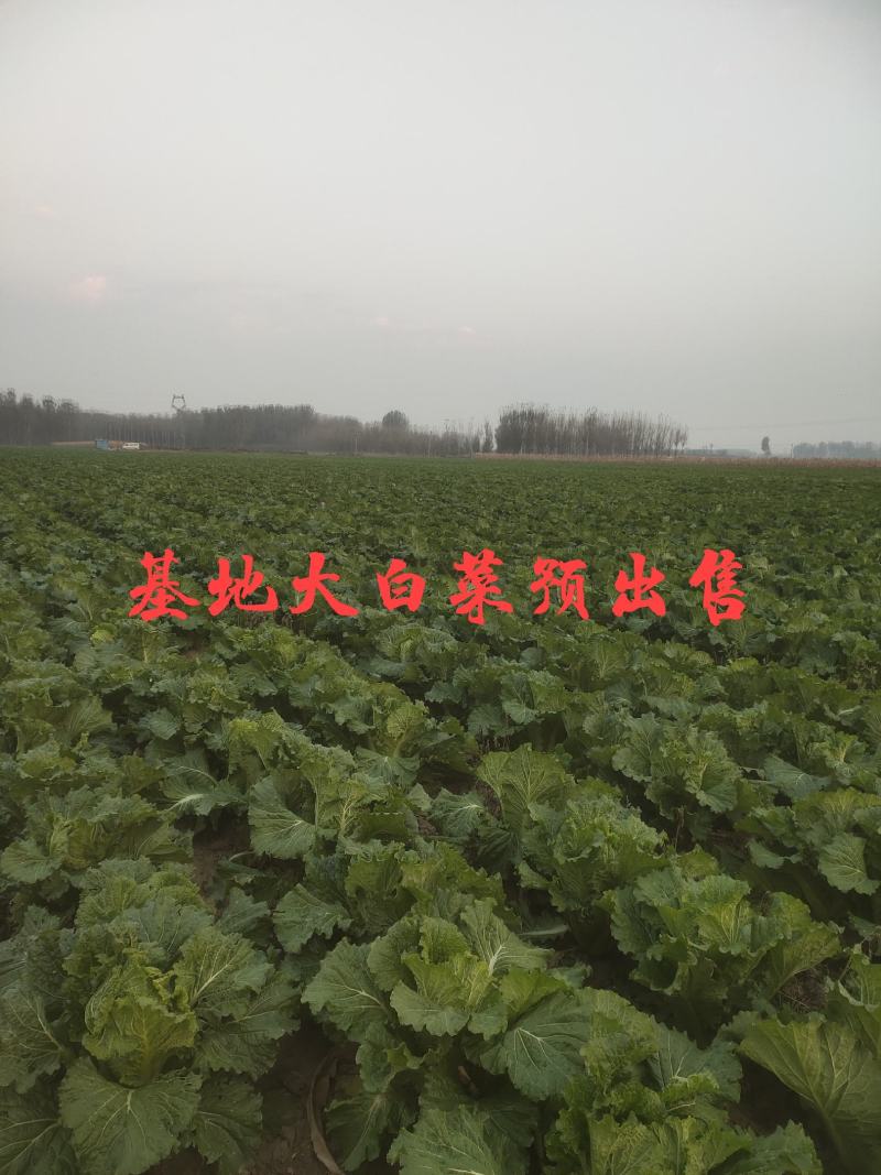 春节正常发货河北唐山滦南白菜黄心白菜产地直发货源稳定