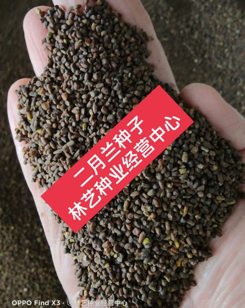 二月兰花种子四季种耐寒诸葛菜种子花种子四季易活多年生宿根
