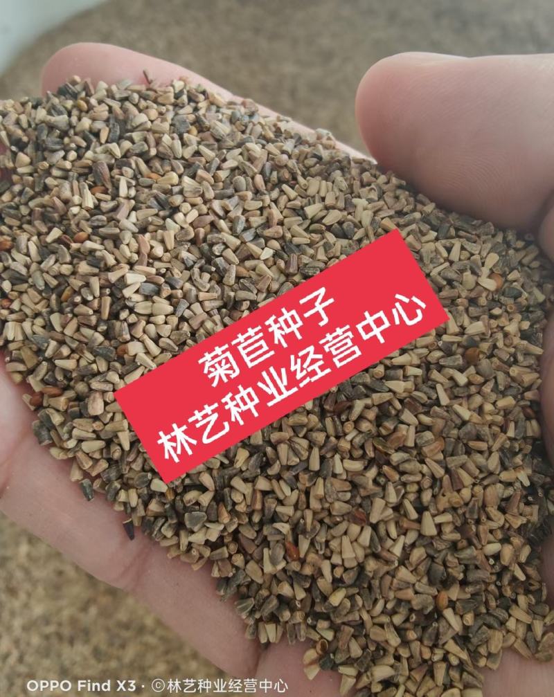 进口大叶菊苣种籽多年生四季牧草子养殖耐寒猪牛羊兔鸡鸭鹅鱼