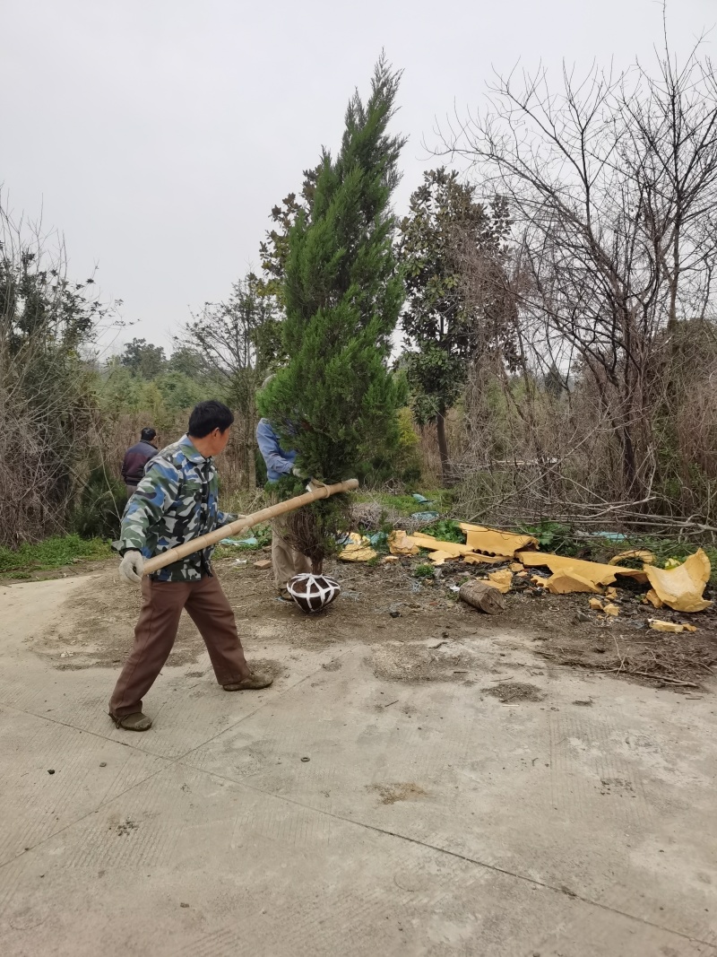 塔柏4米高度，2米塔柏，蜀侩价格，塔柏基地。