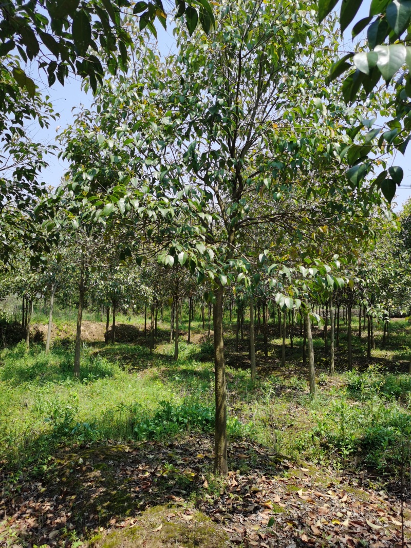 三角枫价格，枫树价格，三角枫基地，丛生三角枫价格