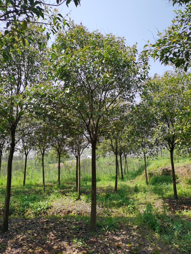 三角枫价格，枫树价格，三角枫基地，丛生三角枫价格