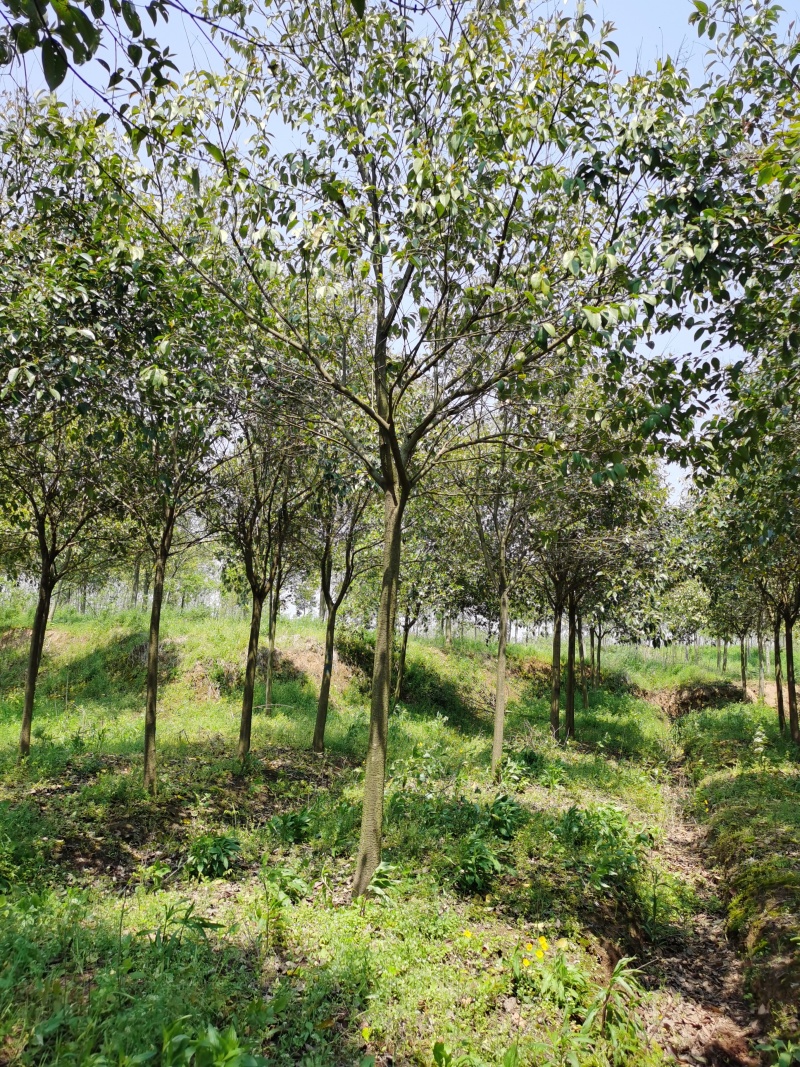 三角枫价格，枫树价格，三角枫基地，丛生三角枫价格