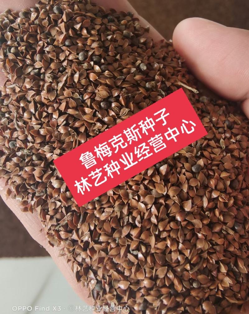进口鲁梅克斯种子多年生四季常青南北方牧草籽猪牛羊鸡鸭鹅