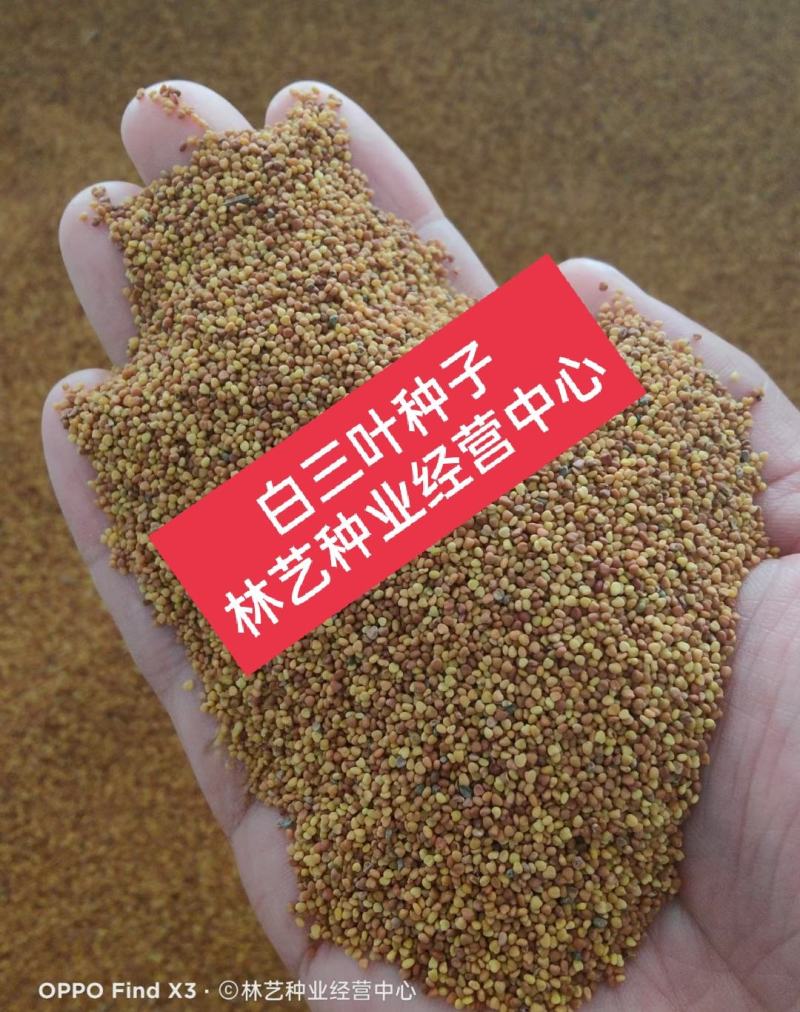 进口白三叶种子红三叶矮生耐阴园林护坡绿化草种