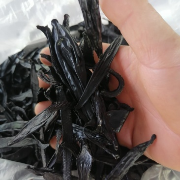 精品纯手工自然风干菲牛蛭干品精品