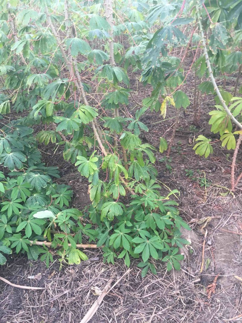 面包木薯新鲜现挖红皮白肉木薯粉糯味香