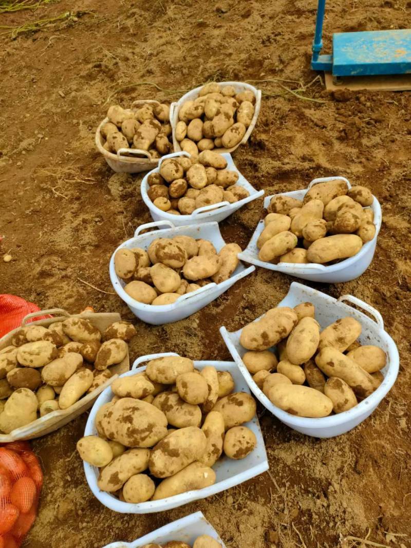 高海拔丽薯六号，品质优良，价格美丽。