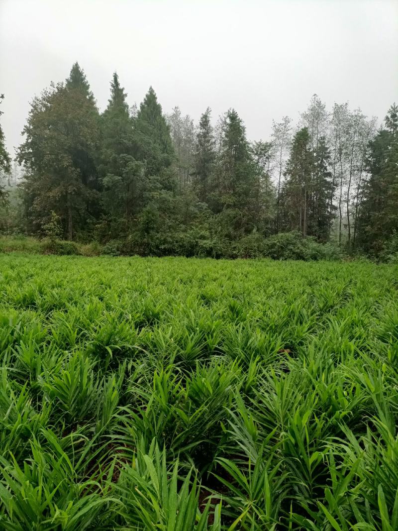 湖南湘西凤凰县小黄姜