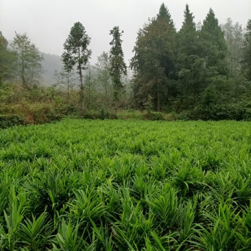 湖南湘西凤凰县小黄姜