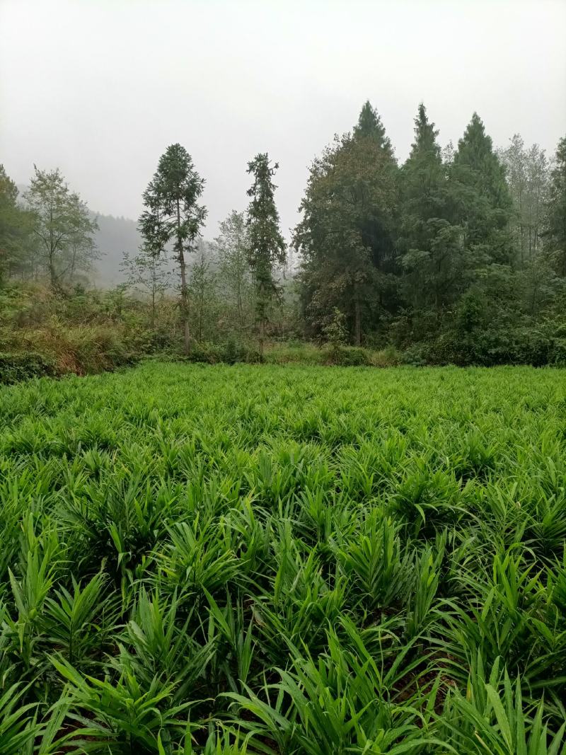 湖南湘西凤凰县小黄姜