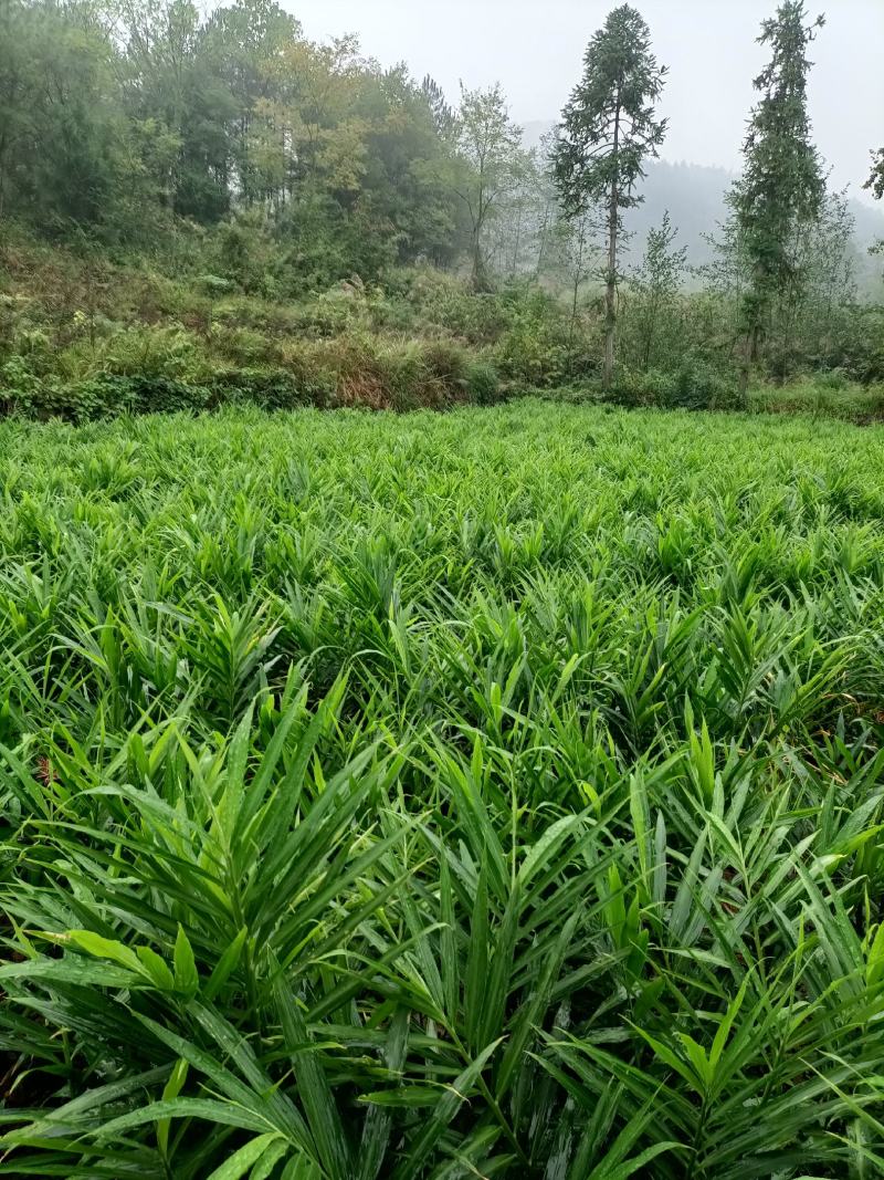 湖南湘西凤凰县小黄姜