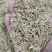 燕麦种子易活高产量饲料高营养春秋季种植草籽产量高燕麦牧草
