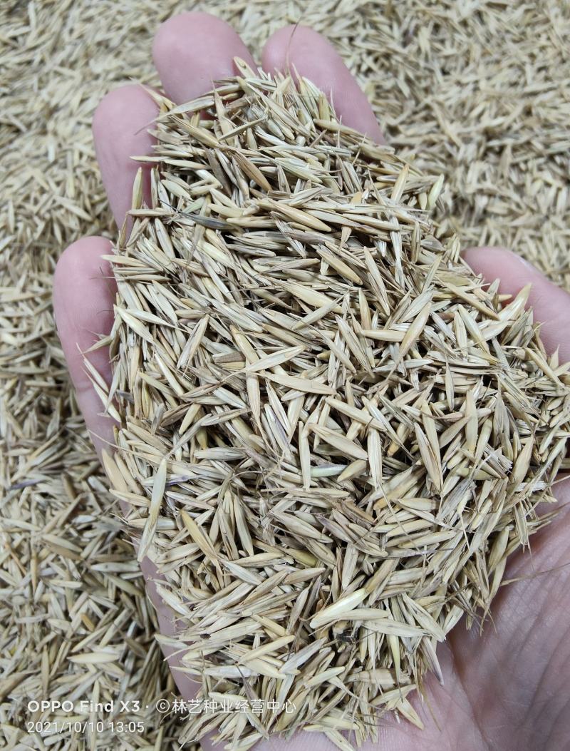 燕麦种子易活高产量饲料高营养春秋季种植草籽产量高燕麦牧草