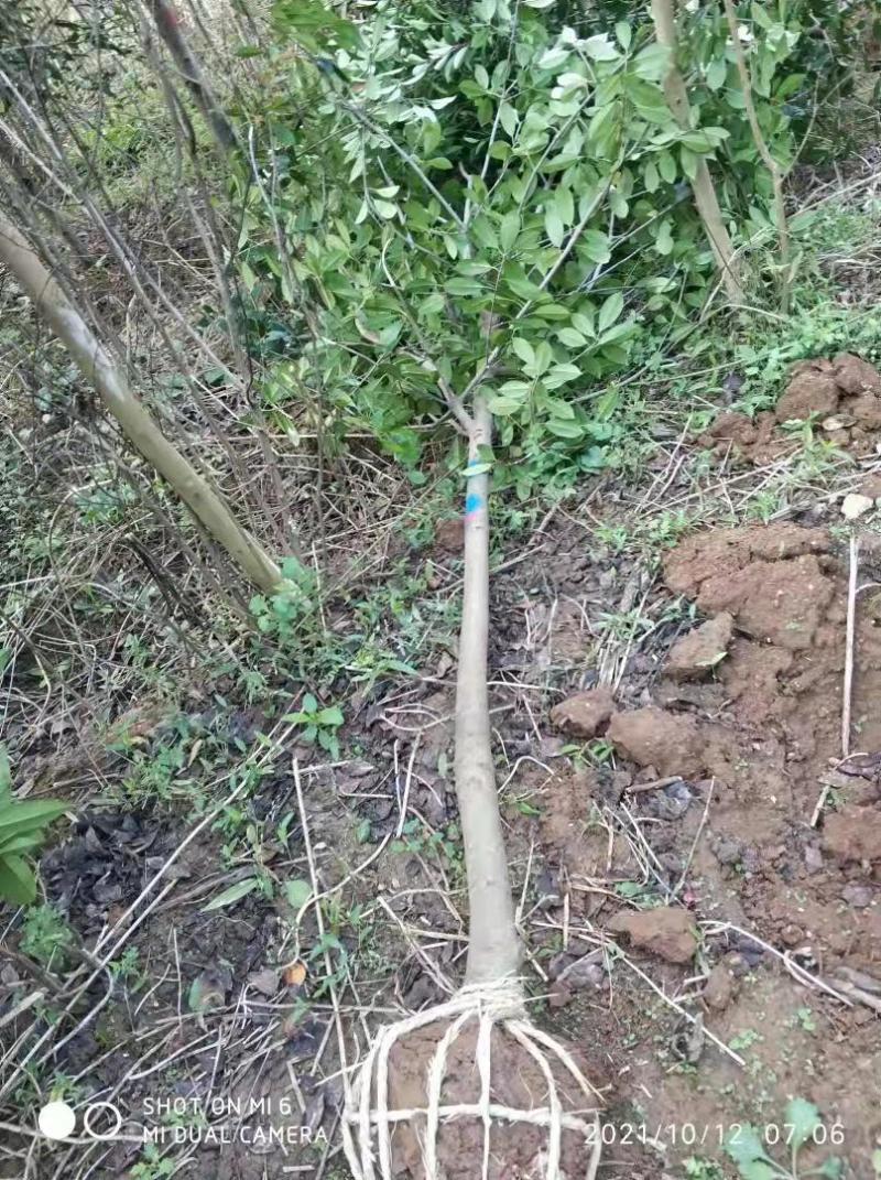 红叶石楠苗价格，石楠树价格，石楠小苗价格，红叶石楠