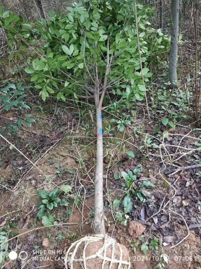红叶石楠苗价格，石楠树价格，石楠小苗价格，红叶石楠
