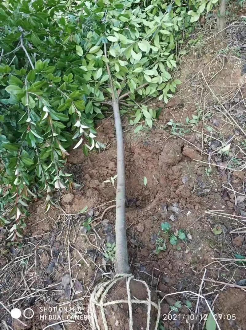 红叶石楠苗价格，石楠树价格，石楠小苗价格，红叶石楠