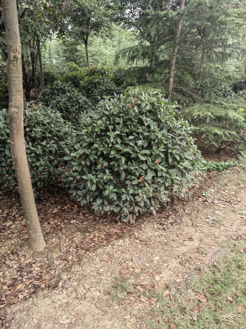 红叶石楠苗价格，石楠树价格，石楠小苗价格，红叶石楠