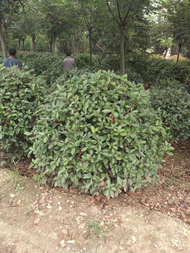 红叶石楠苗价格，石楠树价格，石楠小苗价格，红叶石楠