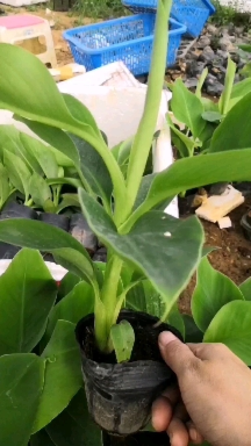 宝岛香蕉苗，抗病毒香蕉苗。产地直销。价格实惠。