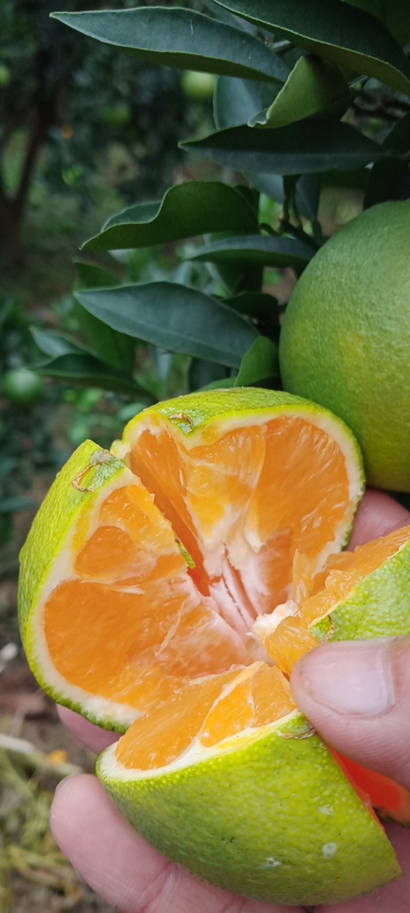 红肉脐橙，电商，批发商，团购对接，支持一件代发