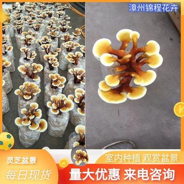 福建漳州灵芝盆景活体观赏可食用赤灵芝