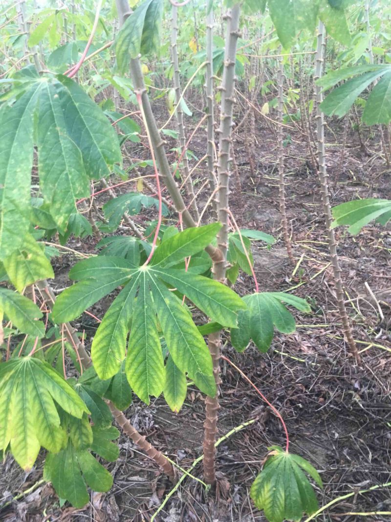 面包木薯新鲜现挖红皮白肉木薯粉糯味香