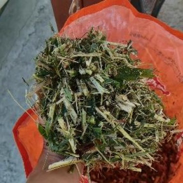 青储玉米厂家发货质量保证常年供应量大从优欢迎联系