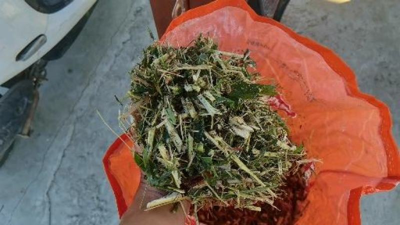 青储玉米厂家发货质量保证常年供应量大从优欢迎联系