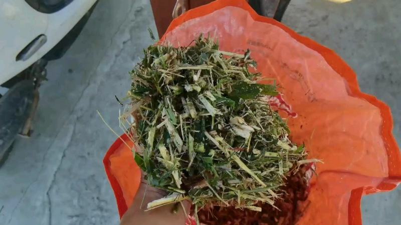 青储玉米厂家发货质量保证常年供应量大从优欢迎联系